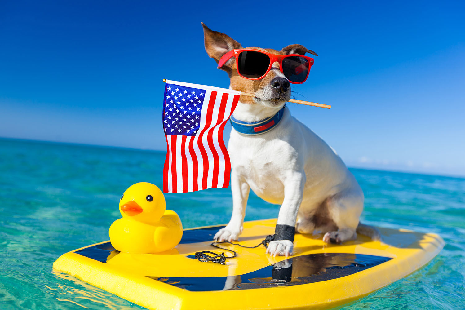 dog at the beach, made in USA